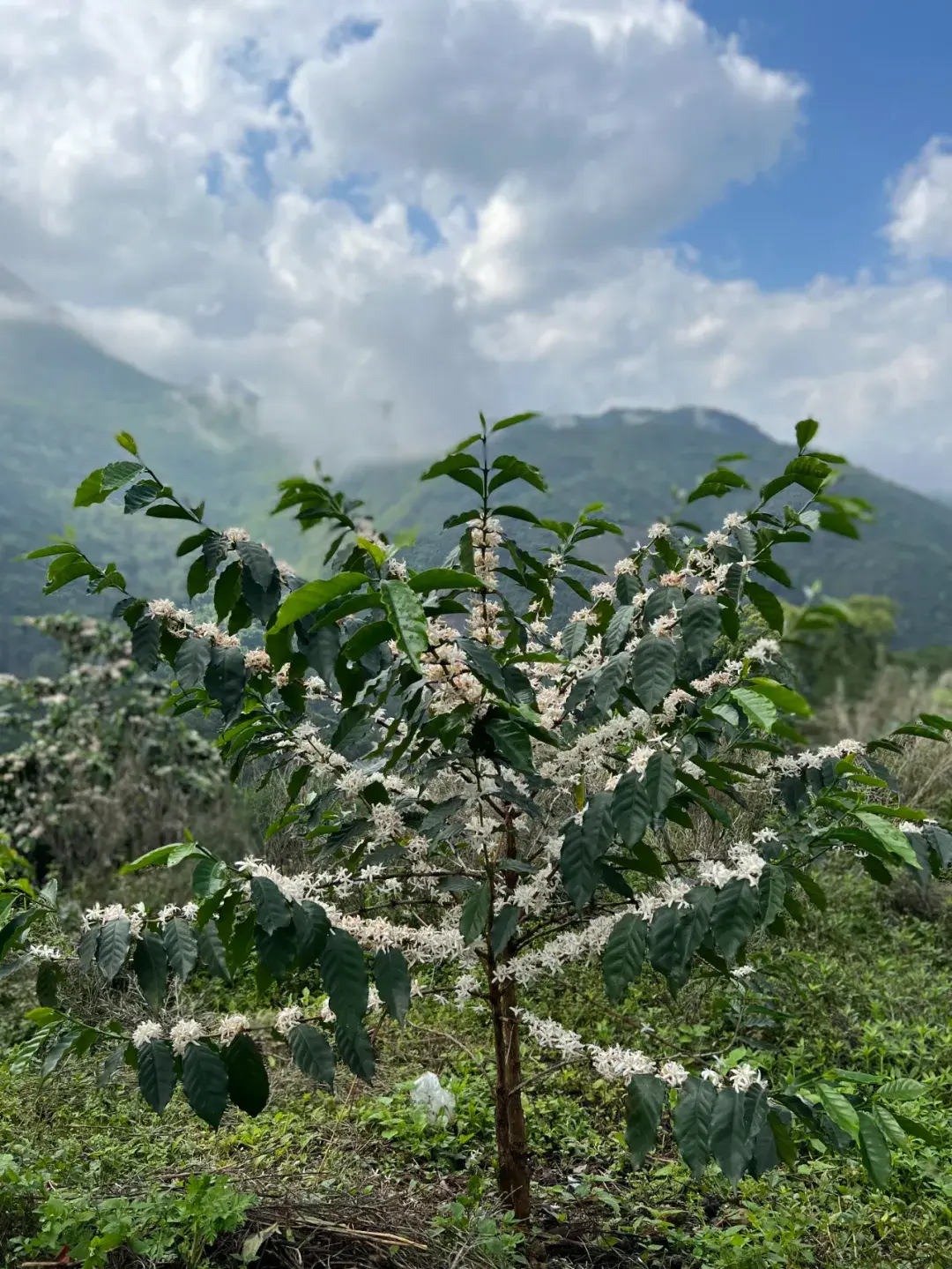 一杯好咖啡的寻味之旅  第3张