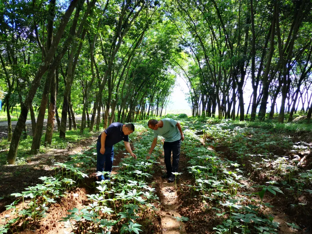 如何让橡胶园生态种植更生“金”